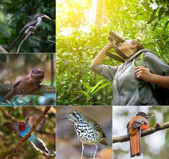 Jungle Trekking — Belilena, The Forest & The Filming gallery 11