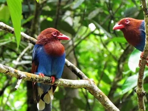 Jungle Trekking — Belilena, The Forest & The Filming gallery 12