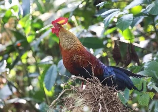 Jungle Trekking — Belilena, The Forest & The Filming gallery 14